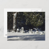 Kleine pijnbomen in de sneeuw briefkaart (Voorkant / Achterkant)