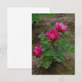 Kleine Pioen Struik Notitiekaartje (Voorkant / Achterkant)