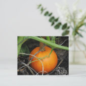Kleine pompoenen Briefkaart (Staand voorkant)