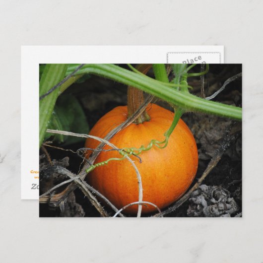 Kleine pompoenen Briefkaart (Voorkant / Achterkant)