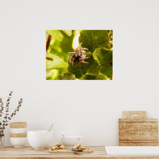 Kleine pompspin poster (Keuken)