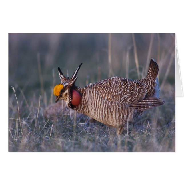 Kleine Prairiehoen, Tympanuchus (Voorkant Horizontaal)