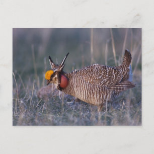 Kleine Prairiehoen, Tympanuchus Briefkaart