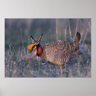 Kleine Prairiehoen, Tympanuchus Poster