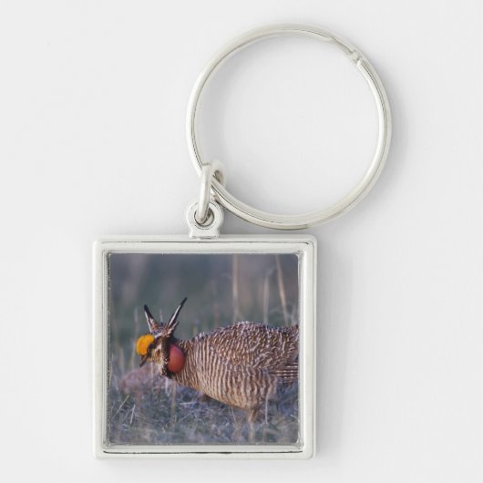Kleine Prairiehoen, Tympanuchus Sleutelhanger (Voorkant)