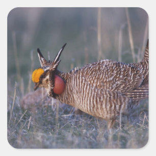 Kleine Prairiehoen, Tympanuchus Vierkante Sticker