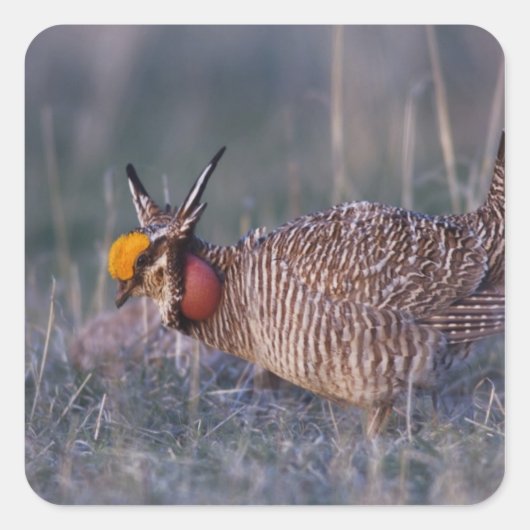Kleine Prairiehoen, Tympanuchus Vierkante Sticker (Voorkant)