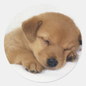 Kleine puppy ronde sticker (Voorkant)
