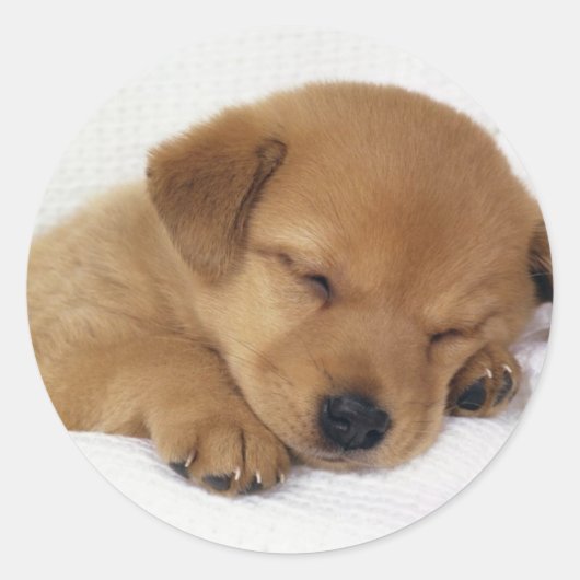 Kleine puppy ronde sticker (Voorkant)