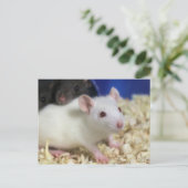 Kleine rat briefkaart (Staand voorkant)