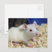 Kleine rat briefkaart (Voorkant / Achterkant)