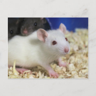 Kleine rat briefkaart