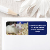 Kleine rat etiket (Insitu)
