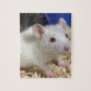 Kleine rat legpuzzel