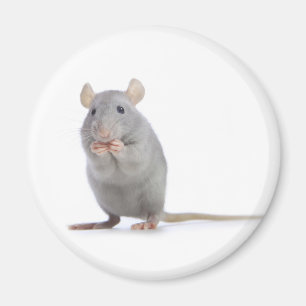 kleine rat magneet