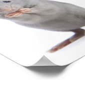 Kleine rat poster (Hoek)