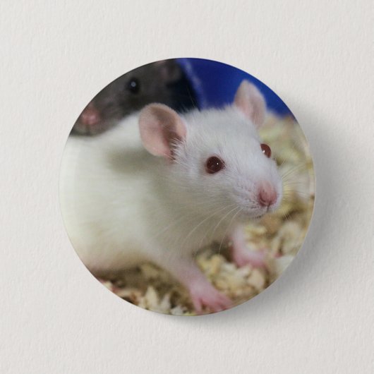 Kleine rat ronde button 5,7 cm (Voorkant)