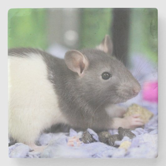 Kleine rat stenen onderzetter (Voorkant)