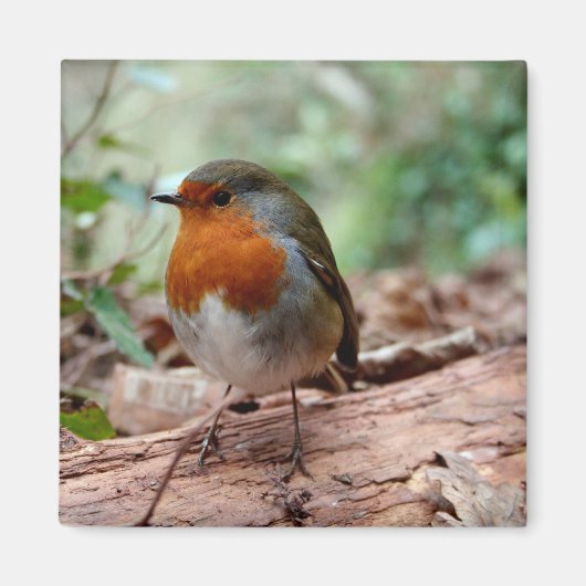 Kleine Robin Magnet (Voorkant)