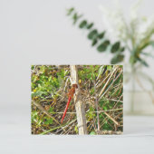 Kleine rode dragonfly in november briefkaart (Staand voorkant)