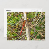 Kleine rode dragonfly in november briefkaart (Voorkant / Achterkant)