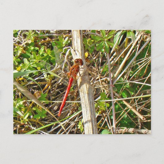 Kleine rode dragonfly in november briefkaart (Voorkant)