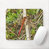 Kleine rode dragonfly in november muismat (Met muis)