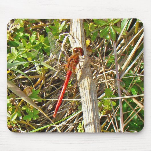 Kleine rode dragonfly in november muismat (Voorkant)