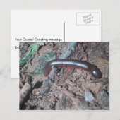 Kleine rode en zilveren centipede die op de bodem  briefkaart (Voorkant / Achterkant)