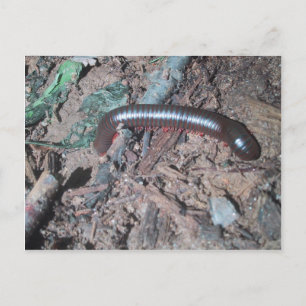 Kleine rode en zilveren centipede die op de bodem  briefkaart