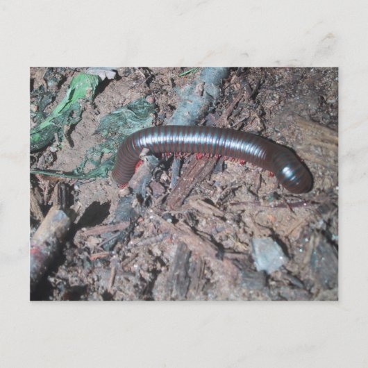 Kleine rode en zilveren centipede die op de bodem  briefkaart (Voorkant)