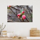 kleine rode knoppen poster (Keuken)