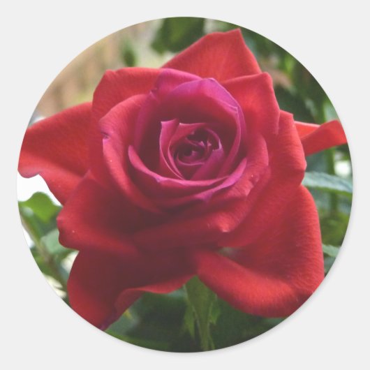 Kleine rode roos ronde sticker (Voorkant)