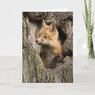 Kleine rode vos in een boom Hollow Kaart