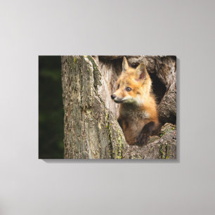 Kleine rode vos in een holle boom canvas afdruk