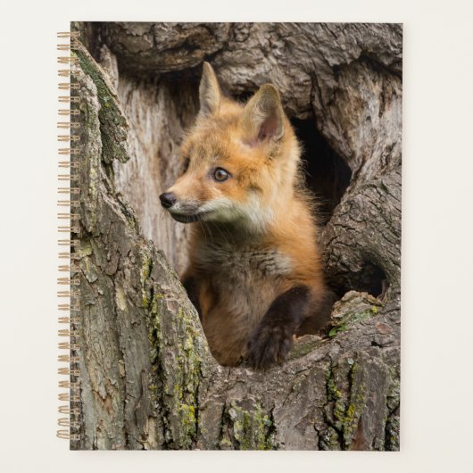Kleine rode vos in een holle boom planner (Voorkant)