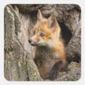 Kleine rode vos in een holle boom vierkante sticker (Voorkant)