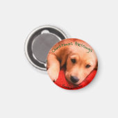 Kleine, ronde Golden Retriever Puppy Magnet (Voorkant / Achterkant)