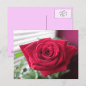 Kleine Roos Briefkaart (Voorkant / Achterkant)