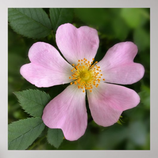 kleine roze bloem poster (Voorkant)