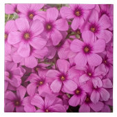 Kleine Roze Oxalis Bloemen Bloemen Tegeltje (Voorkant)