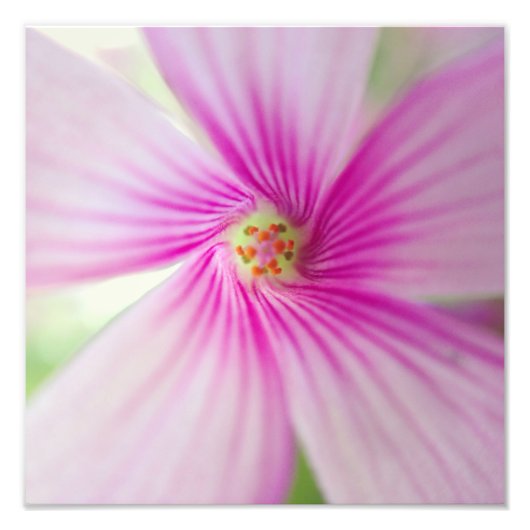 Kleine roze ventilator foto afdruk (Voorkant)