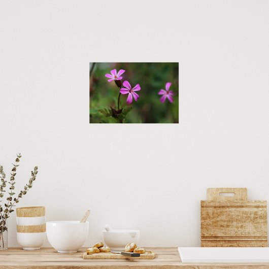 Kleine roze wilde bloemen van Herb Robert Poster (Keuken)