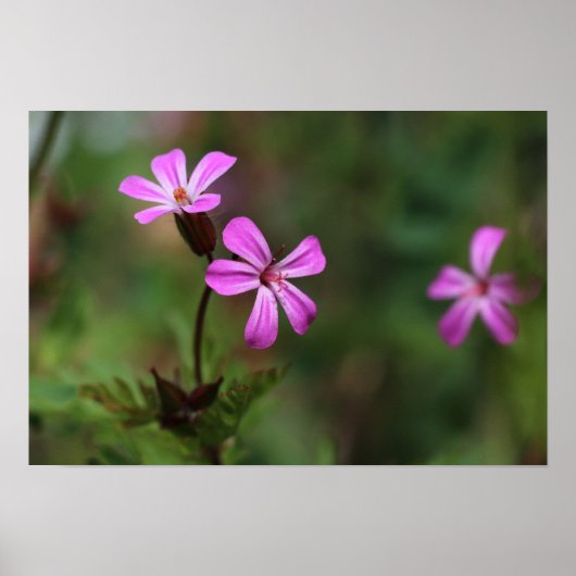 Kleine roze wilde bloemen van Herb Robert Poster (Voorkant)