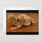 Kleine Ruiter...hoornkop... Briefkaart (Voorkant / Achterkant)