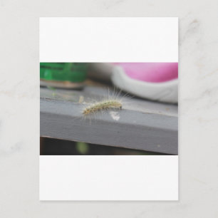 Kleine rups briefkaart
