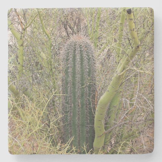Kleine Saguaro Cactus, Arizona, onderzetter van vi (Voorkant)