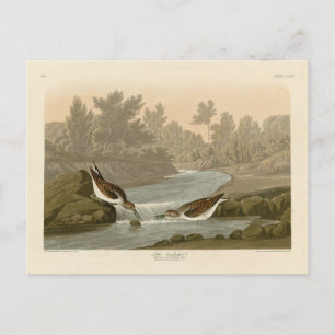 Kleine Sandpiper uit Audubon's Birds of America Briefkaart