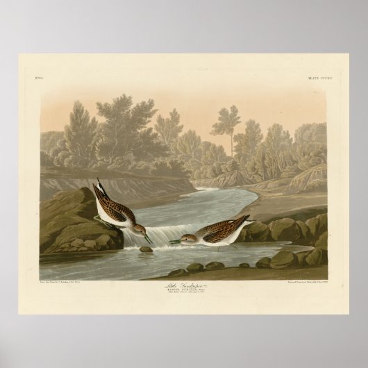 Kleine Sandpiper uit Audubon's Birds of America Poster (Voorkant)