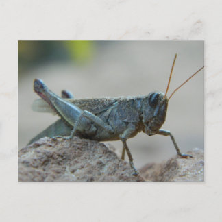 Kleine Sandy Grasshopper Briefkaart